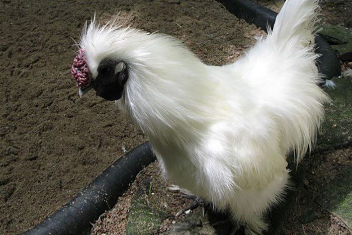 Cách chọn gà để làm món gà hầm thuốc bắc